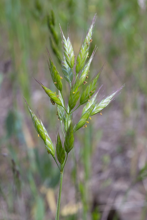 soft brome introduced - a relative of this one is a serious invasive... I&#039;m not sure if this one is as bad though.  Bromus hordeaceus,Geotagged,Spring,United States