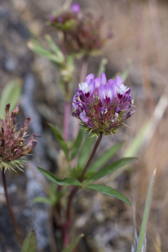 tomcat clover  Geotagged,Spring,Trifolium willdenovii,United States