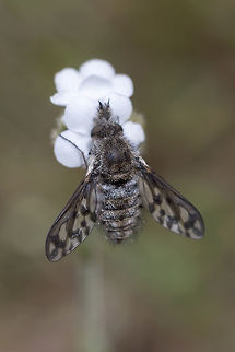 Picture wing bee fly  Conophorus fenestratus,Geotagged,Spring,United States,fenestratus