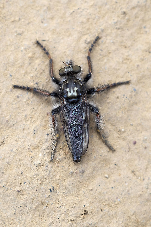 Fly with a prominent 'W' on it's back  Cyrtopogon longimanus,Geotagged,Spring,United States