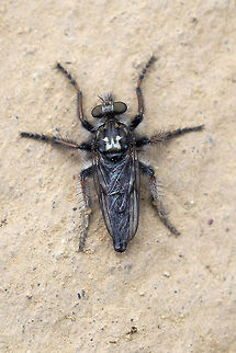 Fly with a prominent 'W' on it's back  Cyrtopogon longimanus,Geotagged,Spring,United States