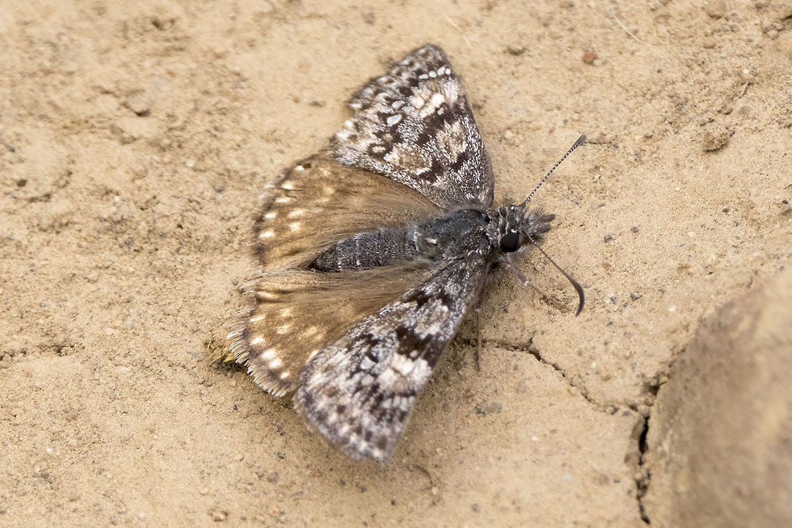 Propertius Duskywing  Erynnis propertius,Geotagged,Spring,United States