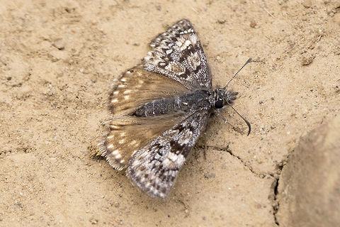 Propertius Duskywing  Erynnis propertius,Geotagged,Spring,United States