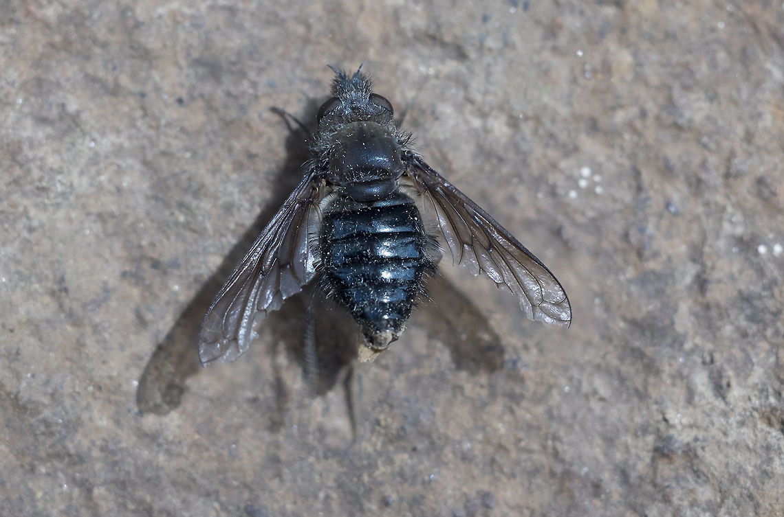 Black bee fly as per BugGuide Conophorus - either nigripennis or obesulus, not sure which. This particular specimen is a female and is rather worn down - she's missing all of her hair and the edges of her wings are quite raggedy.  Geotagged,Spring,United States