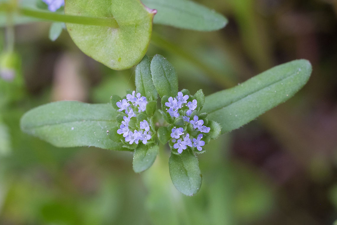 Lewiston cornsalad introduced Corn salad,Geotagged,Lambs lettuce,Mâche,Spring,United States,Valerianella locusta