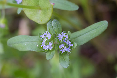 Lewiston cornsalad introduced Corn salad,Geotagged,Lambs lettuce,M&acirc;che,Spring,United States,Valerianella locusta
