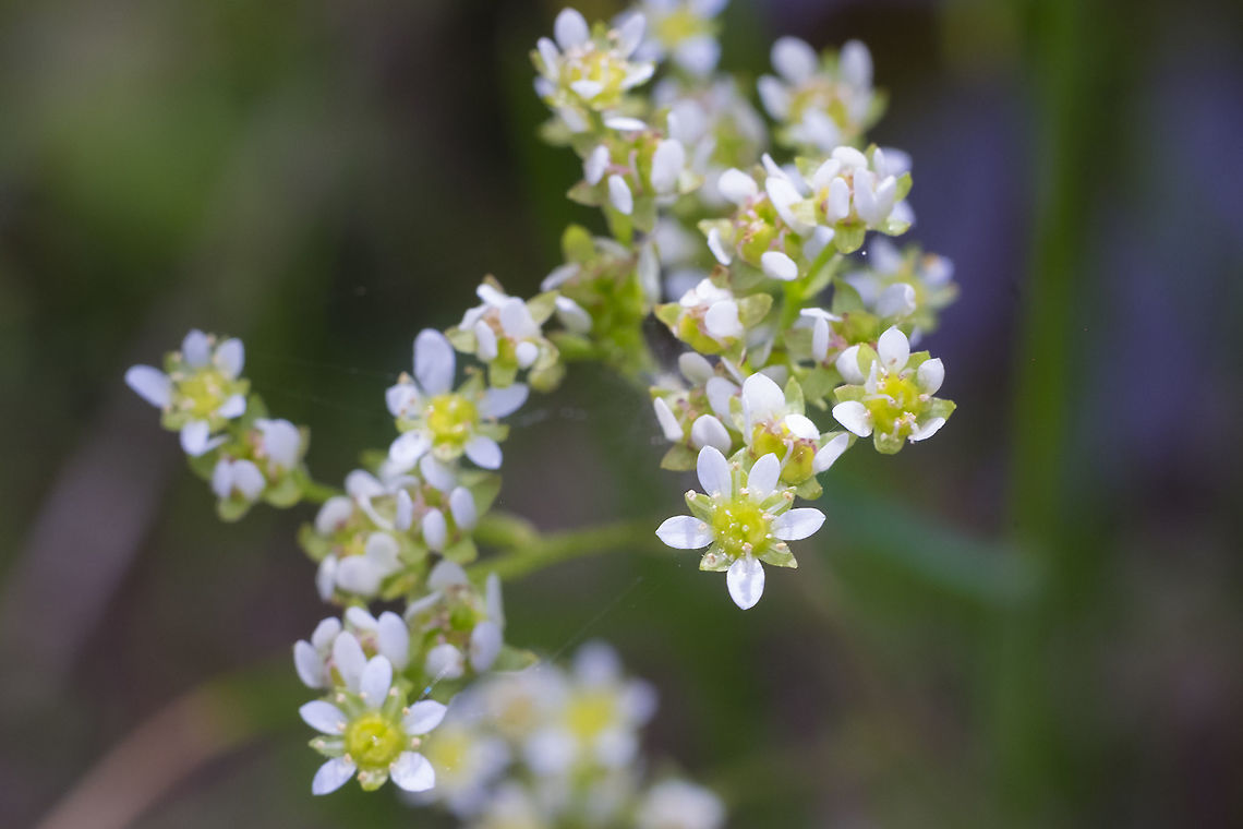 Northwestern saxifrage  Geotagged,Micranthes fragosa,Northwestern saxifrage,Spring,United States