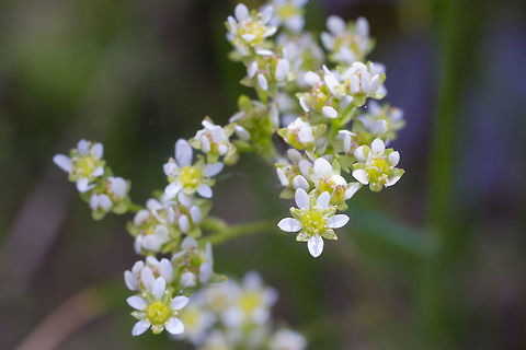 Northwestern saxifrage  Geotagged,Micranthes fragosa,Northwestern saxifrage,Spring,United States