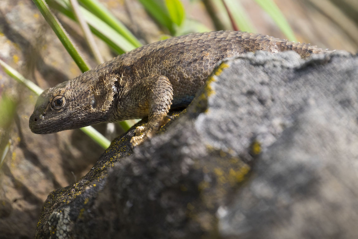 Western fence lizard if you look close you can see an engorged tick a bit behind his ear - it&#039;s been determined that areas that have a lot of lizards have a lower incidence of Lyme disease- a protein in the lizards blood &quot;cleans&quot; the ticks of Lyme pathogen. The downside though.. there are more ticks when there are more lizards (the preferred food for young ticks) for them to feed on... so science is still on the fence (ha-ha) about whether it is good or bad to have a lot of these lizards around.  Sceloporus occidentalis,Western fence lizard