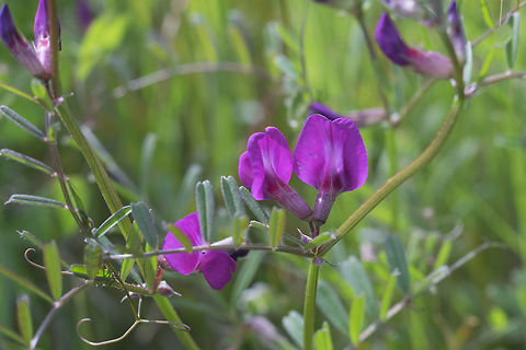 garden vetch introduced Common vetch,Geotagged,Spring,United States,Vicia sativa