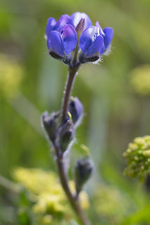 two-color lupine  Geotagged,Lupinus bicolor,Spring,United States
