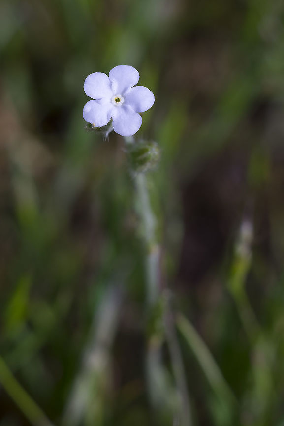 slender popcorn flower  Geotagged,Plagiobothrys tenellus,Spring,United States