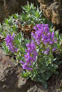 Barrett's penstemon endemic to the Klickitat river valley and east end of the Columbia Gorge.  Geotagged,Penstemon barrettiae,Spring,United States