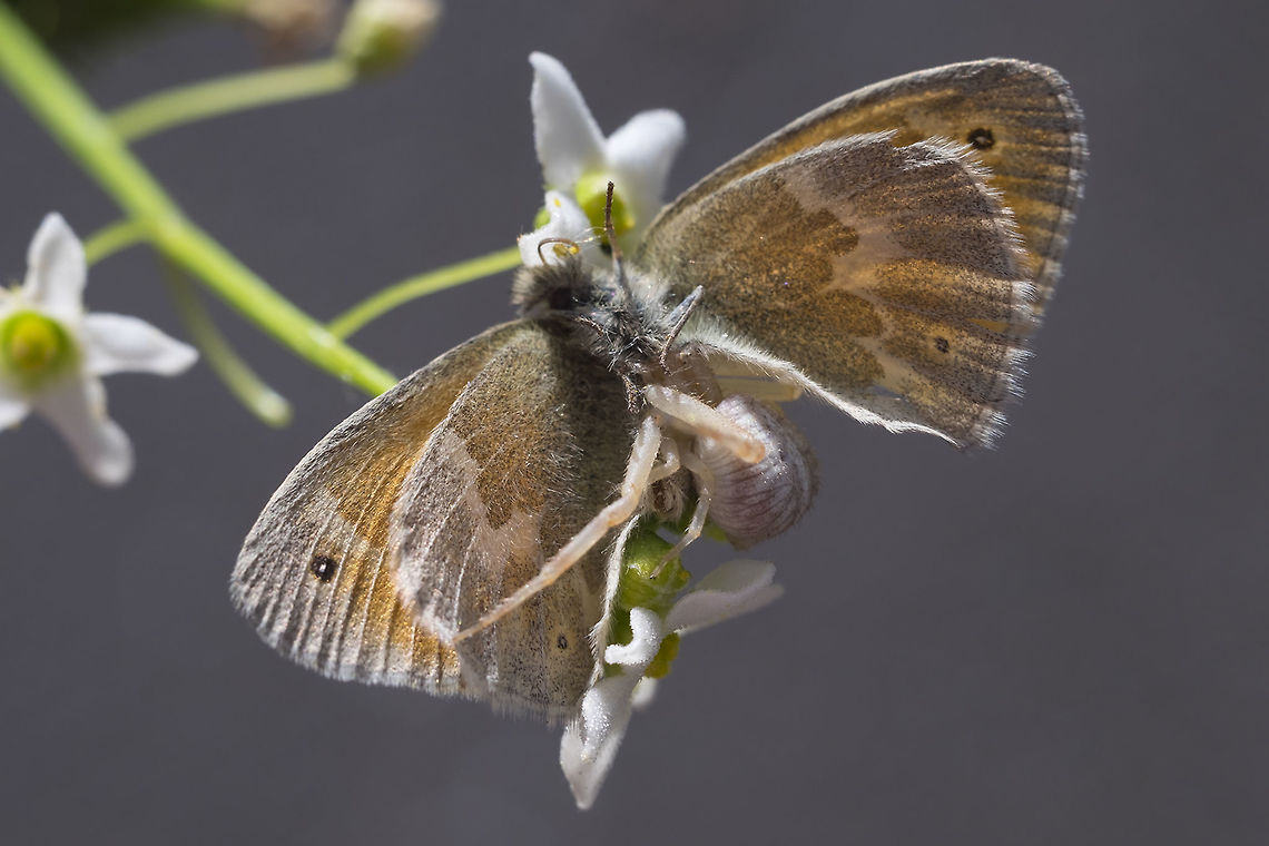 crab spider gets a meal I was surprised at first that this butterfly was allowing me to approach very close... then I realized it was because it had been ambushed by a flower crab spider.  Geotagged,Spring,United States