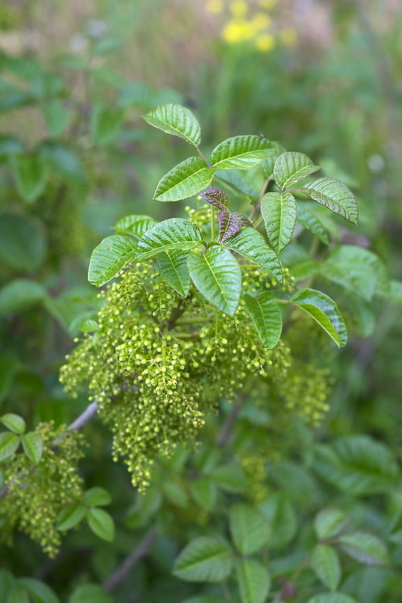 poison oak The hills in this area were *covered* in this stuff.... we had to watch carefully to not touch any, but we managed! Geotagged,Pacific poison oak,Spring,Toxicodendron diversilobum,United States