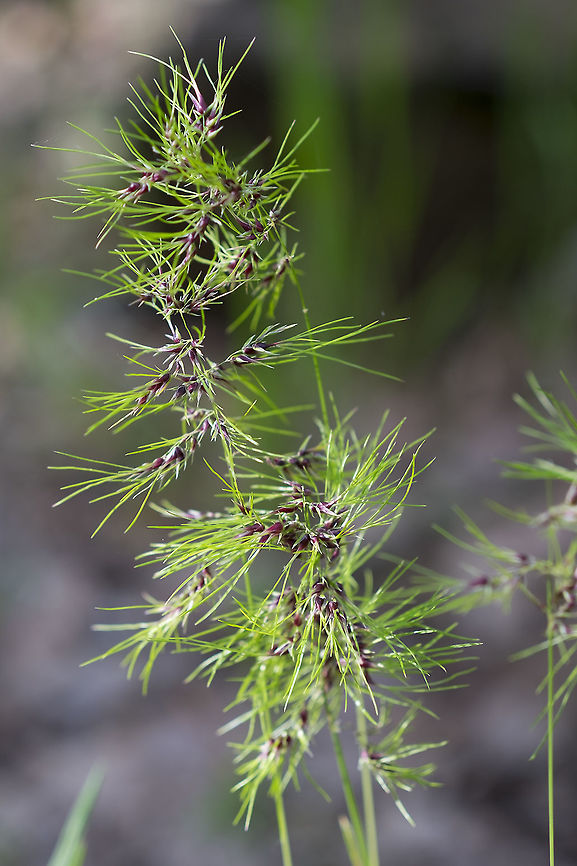 bulbous bluegrass introduced Geotagged,Poa bulbosa,Spring,United States