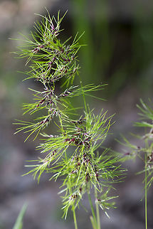 bulbous bluegrass introduced Geotagged,Poa bulbosa,Spring,United States