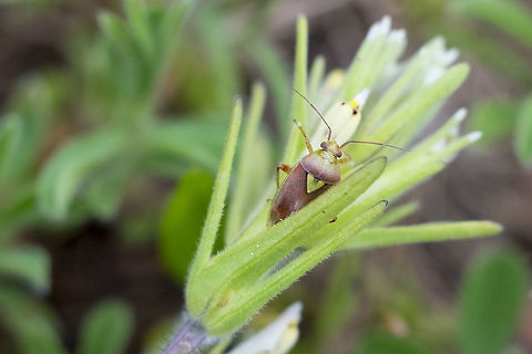 Western tarnished plant bug  Geotagged,Lygus hesperus,Spring,United States,Western tarnished plant bug