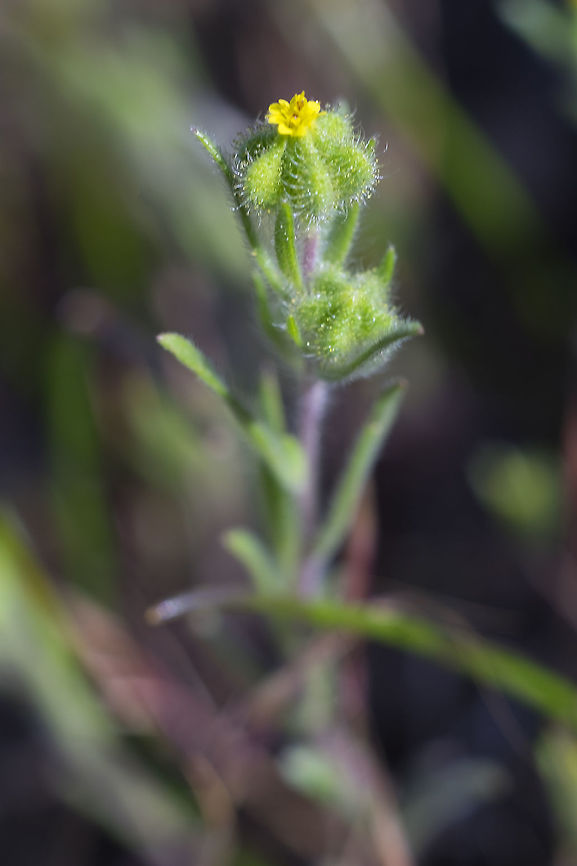 small tarweed  Geotagged,Madia exigua,Spring,United States