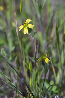lemon scented tarweed  Geotagged,Madia citriodora,Spring,United States,lemon scented tarplant
