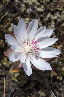 bitterroot  Bitterroot,Geotagged,Lewisia rediviva,Spring,United States