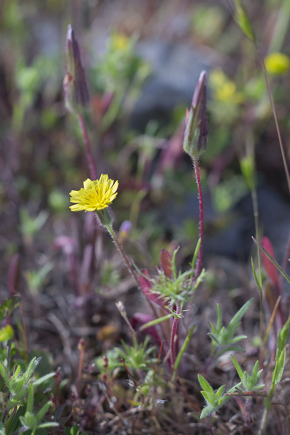Mountain dandelion, Washington, USA  Agoseris heterophylla,Geotagged,Spring,United States