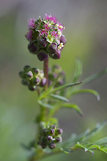 salad burnet introduced Geotagged,Sanguisorba minor,Spring,United States