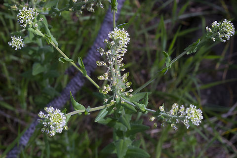 field pepperweed  Geotagged,Lepidium campestre,Spring,United States