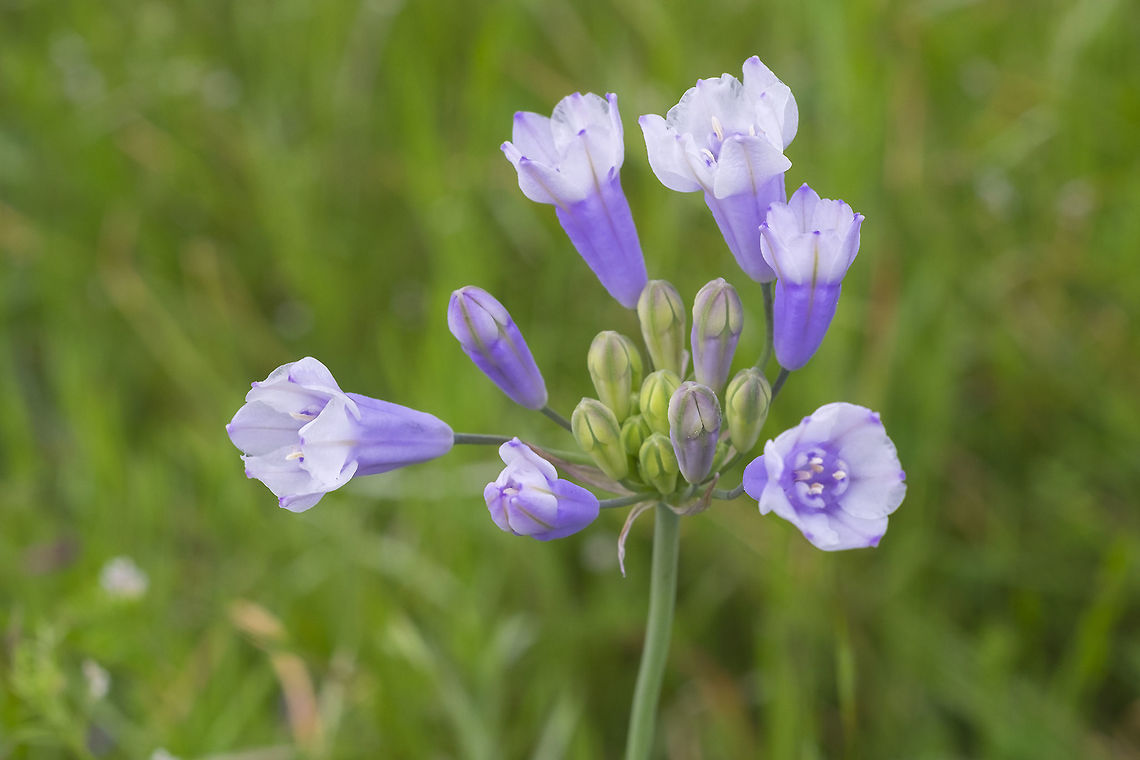 Bicolor lily this used to have it's own name, but apparently has since been folded into T. grandiflora Triteleia grandiflora
