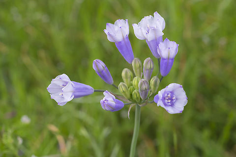 Bicolor lily this used to have it's own name, but apparently has since been folded into T. grandiflora Triteleia grandiflora