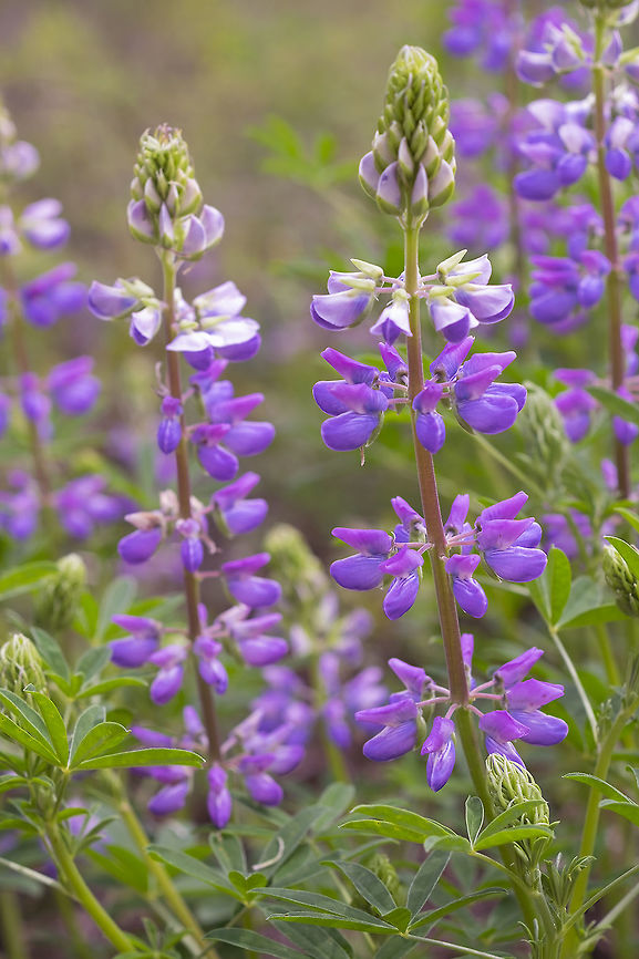 Riverbank Lupine  Geotagged,Lupinus rivularis,Spring,United States