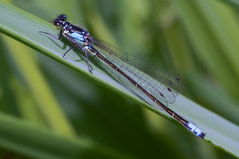 Pacific forktail  Geotagged,Ischnura cervula,Pacific Forktail,Spring,United States