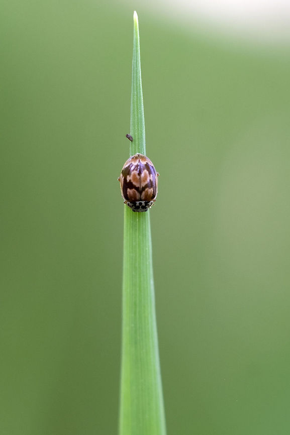 Painted Ladybird on leaf, Washington, USA  Geotagged,Mulsantina picta,Painted Ladybird,Spring,United States