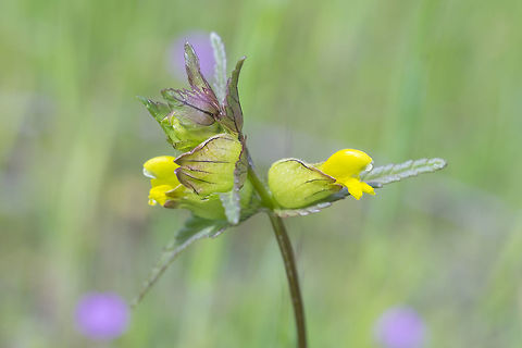 Yellow rattle  Geotagged,Rhinanthus minor,Spring,United States,Yellow rattle,cockscomb