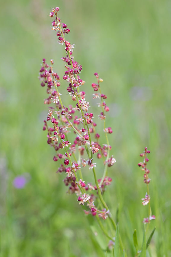 sheep's sorrel  Geotagged,Red Sorrel,Rumex acetosella,Spring,United States