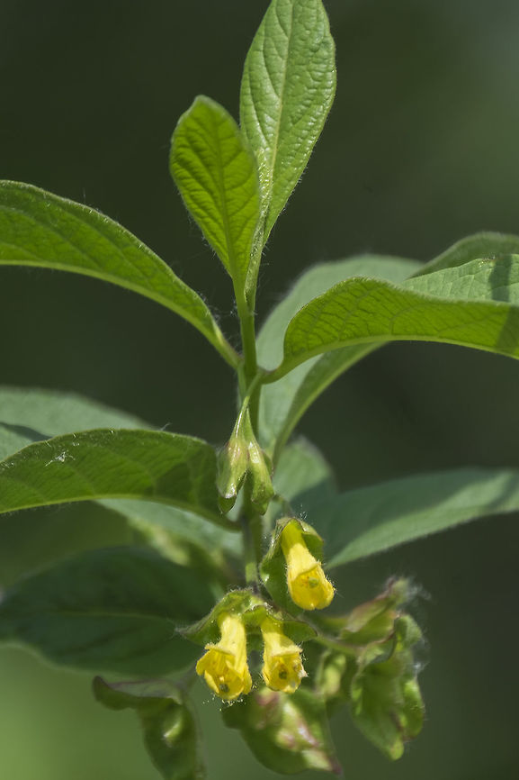 Bearberry honeysuckle  Bearberry honeysuckle,Geotagged,Lonicera involucrata,Spring,United States