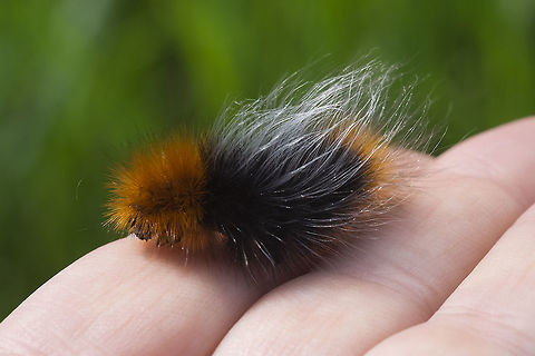 Ranchman's Tiger Moth caterpillar and here I was thinking this was a plain old wooly-bear, just with a bit of an odd hairdo...  Geotagged,Platyprepia virginalis,Ranchman's Tiger Moth,Spring,United States,moth week 2018