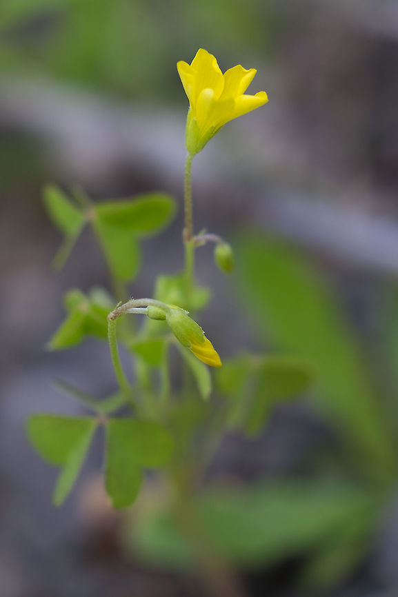 slender yellow wood-sorrel  Geotagged,Oxalis dillenii,Spring,United States