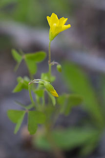 slender yellow wood-sorrel  Geotagged,Oxalis dillenii,Spring,United States