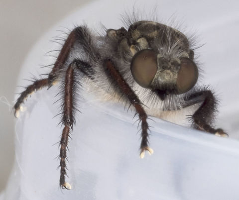 Cyrtopogon sp. - specimen "A"  Cyrtopogon longimanus,Geotagged,Spring,United States