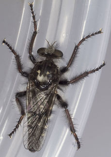 Cyrtopogon sp. - specimen "A"  Cyrtopogon longimanus,Geotagged,Spring,United States