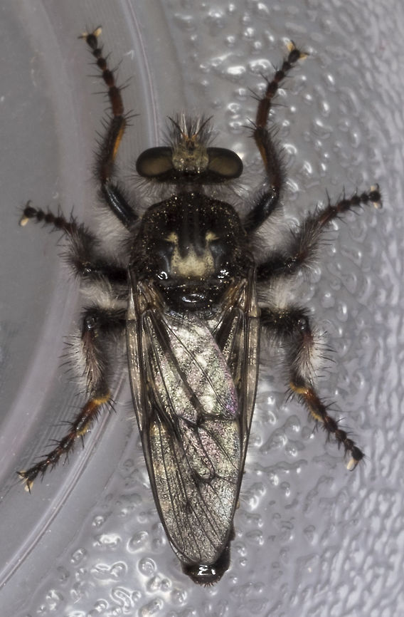 Cyrtopogon sp. - specimen "B" Soooo.... bear with me a little bit, but this is kind of exciting. Last week I posted up a photo of one of these robber flies. I don't know much at all about them so I went to BugGuide for an ID. I was figuring that "w" mark on the back would make it easy. Little did I know... what came back to me from the experts over there was that there is a good possibility that this species is un-described - but I only had that one photo, which wasn't really enough to start to really make that determination.<br />
<br />
So - we decided to go back and see if we could catch one. I can't say I was really expecting to be successful.... turns out they are certainly not locally scarce - we saw a number of them and I captured two. They are now up on BugGuide, with more views for the experts to look over and I will be able to take/send them away to an expert as well. <br />
<br />
In these photos the flies are still alive... I'm a little paranoid about losing them or damaging them, so forgive the plastic cup background... <br />
<br />
I'll post up here as this project continues! Cyrtopogon longimanus,Geotagged,Spring,United States