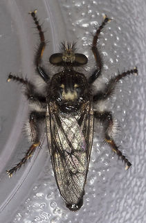 Cyrtopogon sp. - specimen "B" Soooo.... bear with me a little bit, but this is kind of exciting. Last week I posted up a photo of one of these robber flies. I don't know much at all about them so I went to BugGuide for an ID. I was figuring that "w" mark on the back would make it easy. Little did I know... what came back to me from the experts over there was that there is a good possibility that this species is un-described - but I only had that one photo, which wasn't really enough to start to really make that determination.

So - we decided to go back and see if we could catch one. I can't say I was really expecting to be successful.... turns out they are certainly not locally scarce - we saw a number of them and I captured two. They are now up on BugGuide, with more views for the experts to look over and I will be able to take/send them away to an expert as well. 

In these photos the flies are still alive... I'm a little paranoid about losing them or damaging them, so forgive the plastic cup background... 

I'll post up here as this project continues! Cyrtopogon longimanus,Geotagged,Spring,United States