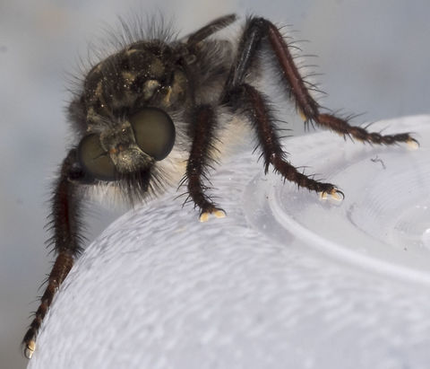 Cyrtopogon sp. - specimen "B"  Cyrtopogon longimanus,Geotagged,Spring,United States