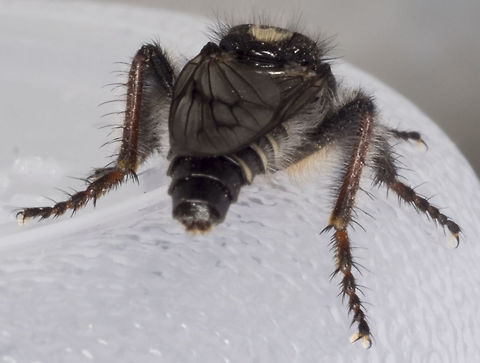 Cyrtopogon sp. - specimen "B"  Cyrtopogon longimanus