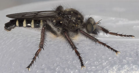 Cyrtopogon sp. - specimen "B"  Cyrtopogon longimanus,Geotagged,Spring,United States