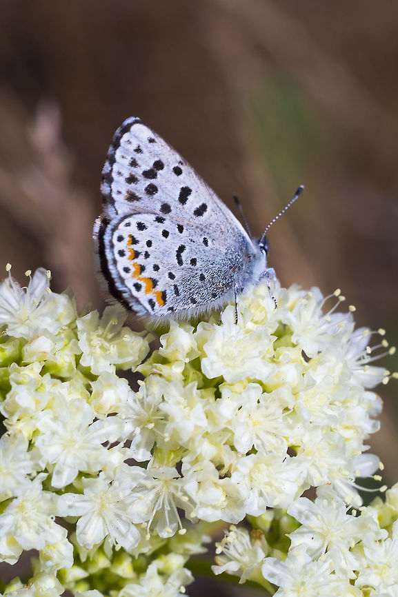 Rocky Mountain dotted blue  Euphilotes ancilla,Geotagged,Rocky Mountain dotted blue,Spring,United States