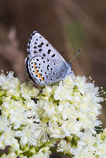 Rocky Mountain dotted blue  Euphilotes ancilla,Geotagged,Rocky Mountain dotted blue,Spring,United States