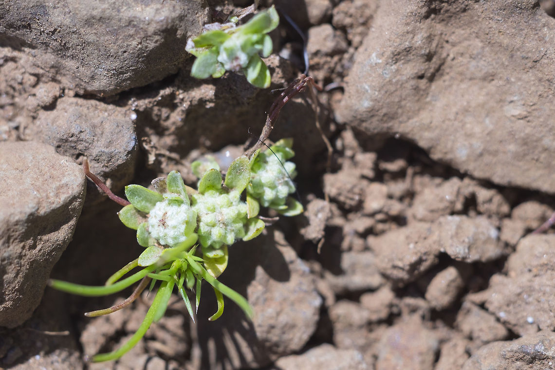 Woolyheads  Geotagged,Psilocarphus tenellus,Slender woollyheads,Spring,United States
