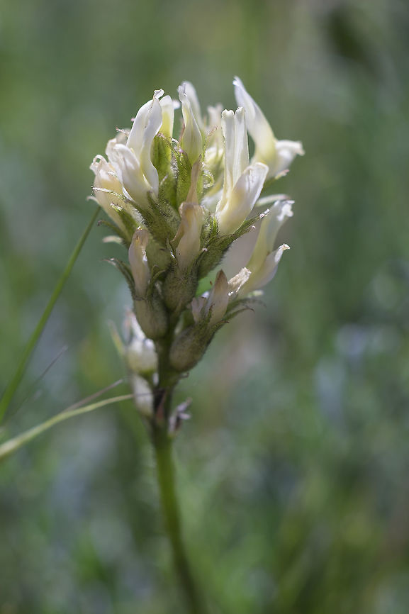 Yakima milk vetch  Astragalus reventiformis,Geotagged,Spring,United States,Yakima milk-vetch